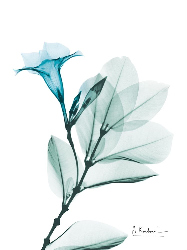 Aqua Mandelilla art print by Albert Koetsier for $57.95 CAD
