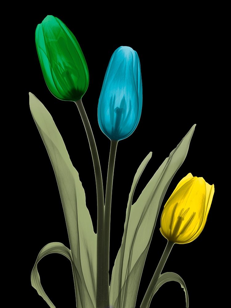 Jeweled Tulip Trio 3 art print by Albert Koetsier for $57.95 CAD