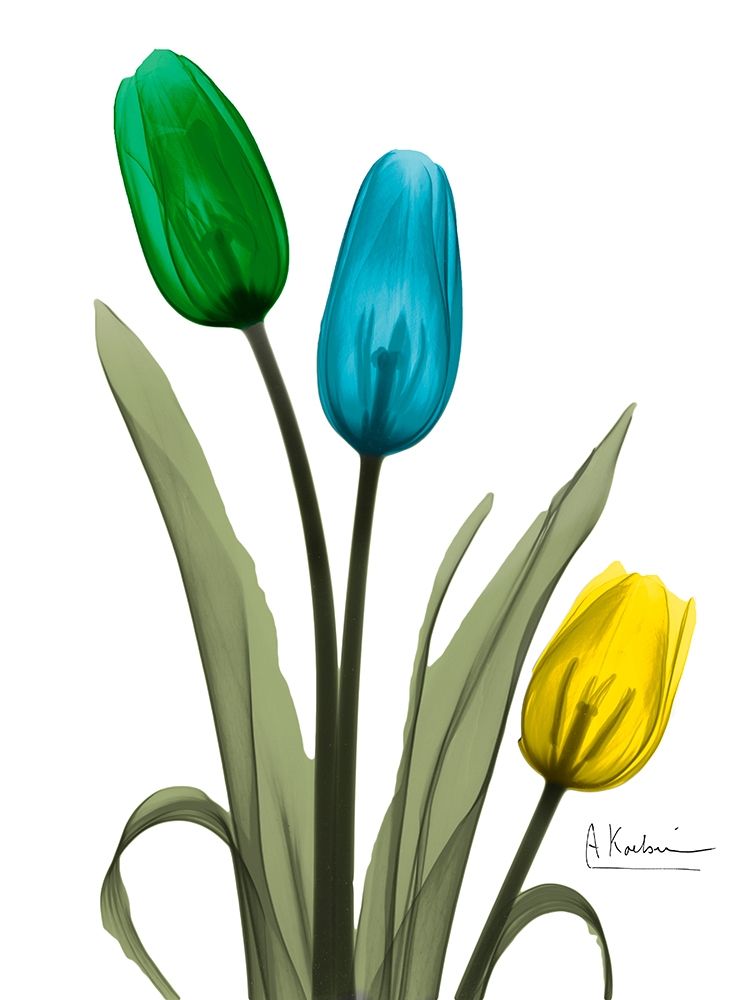 Jeweled Tulip Trio 1 art print by Albert Koetsier for $57.95 CAD