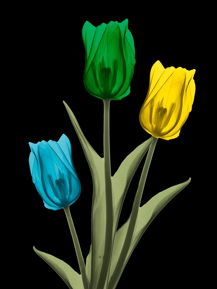 Jeweled Tulip Trio 4 art print by Albert Koetsier for $57.95 CAD