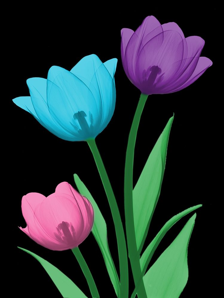 Shiny Tulips 3 art print by Albert Koetsier for $57.95 CAD