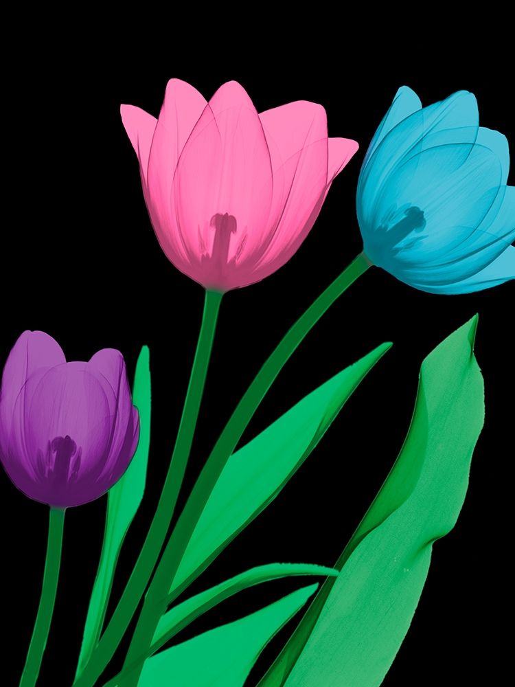 Shiny Tulips 4 art print by Albert Koetsier for $57.95 CAD