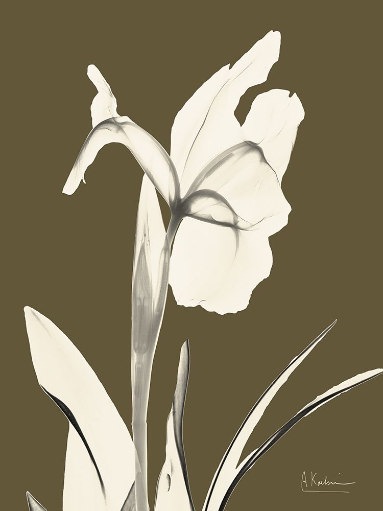 Iris Fall art print by Albert Koetsier for $57.95 CAD