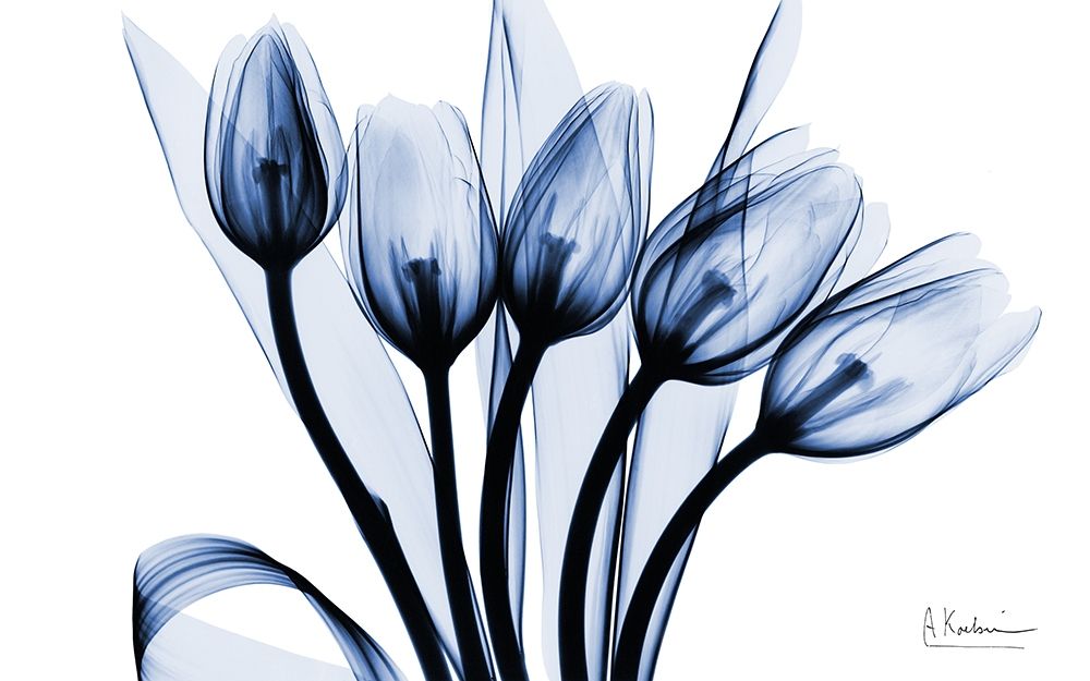 Marvelous Indigo Tulips 2 art print by Albert Koetsier for $57.95 CAD