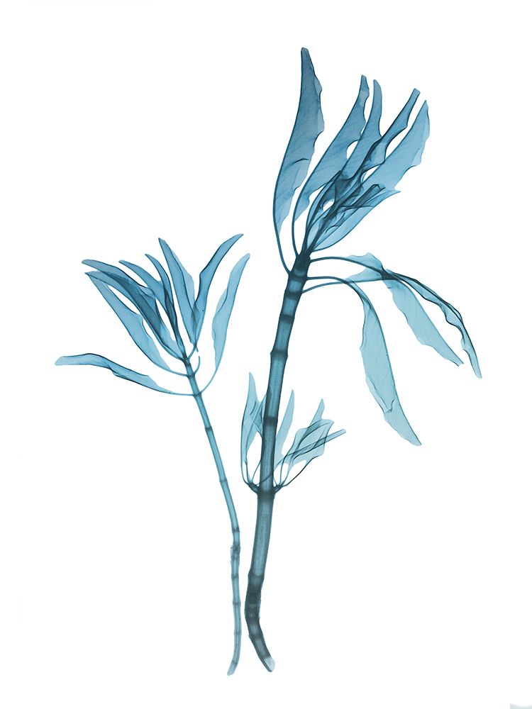 Blue Leucadendron art print by Albert Koetsier for $57.95 CAD