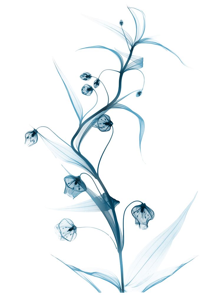 Blue Globe Lily art print by Albert Koetsier for $57.95 CAD