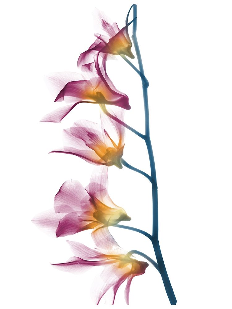 Summer Orchid B69 art print by Albert Koetsier for $57.95 CAD