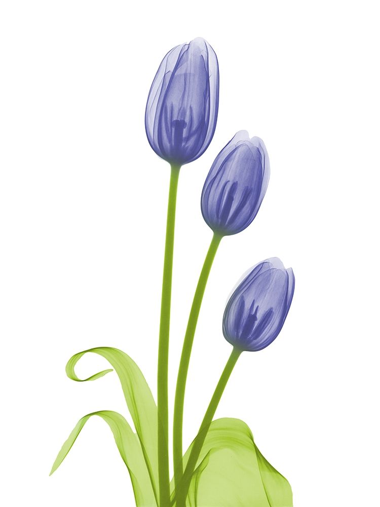 Blue Iris Tulip L78 art print by Albert Koetsier for $57.95 CAD