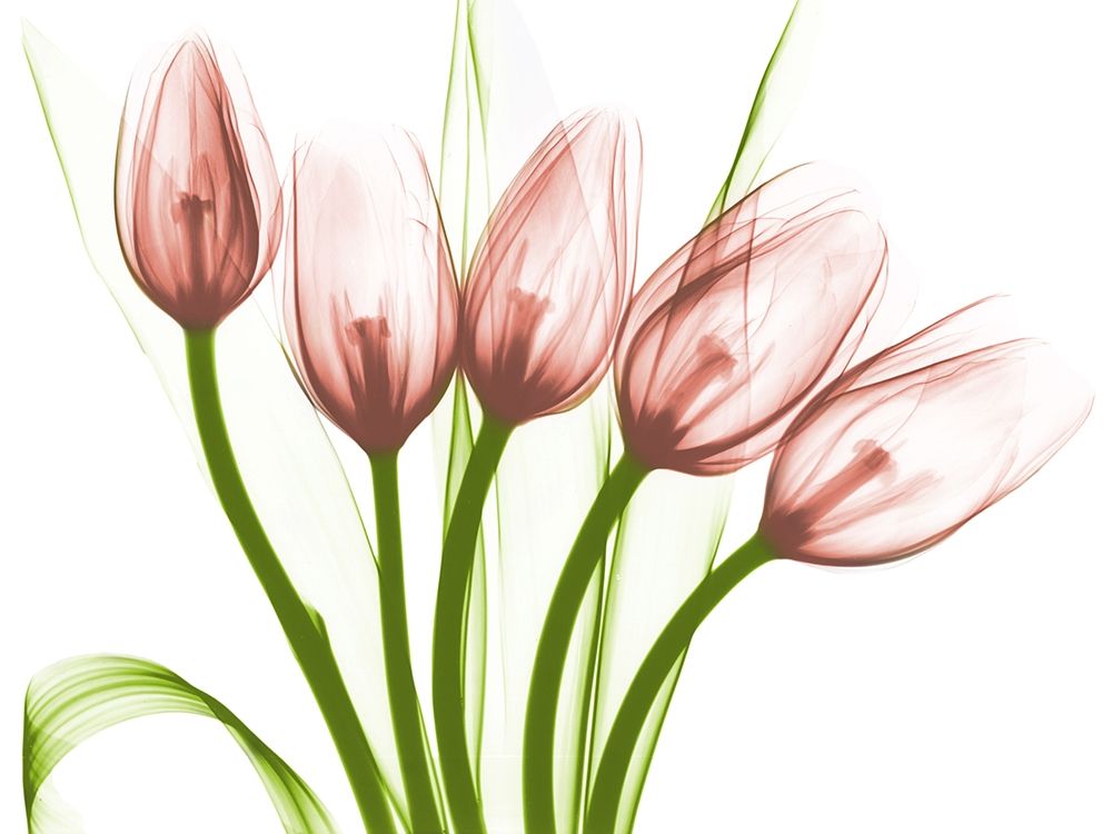 Coral Marching Tulips art print by Albert Koetsier for $57.95 CAD
