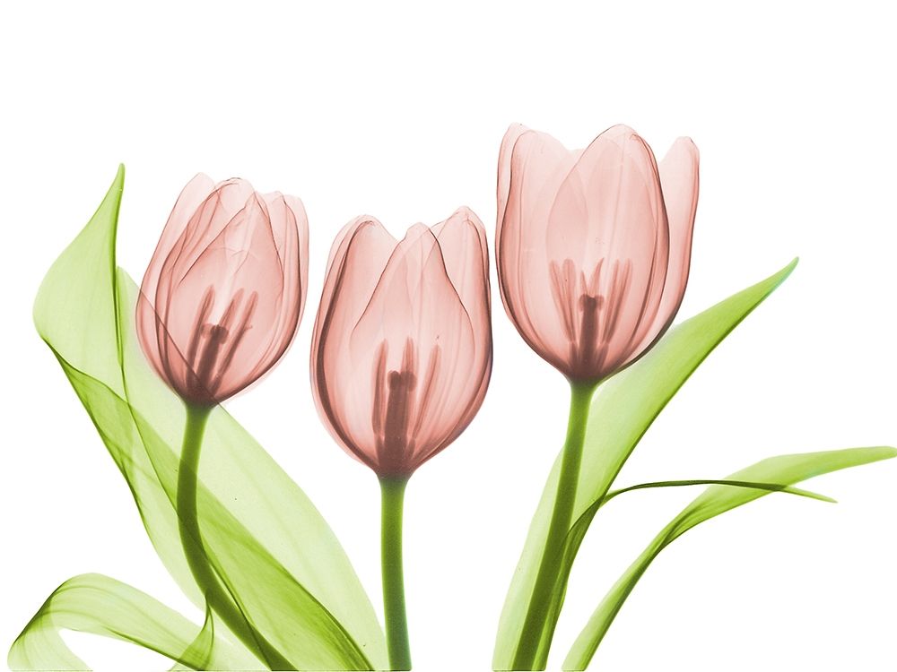 Coral Grouped Tulips art print by Albert Koetsier for $57.95 CAD
