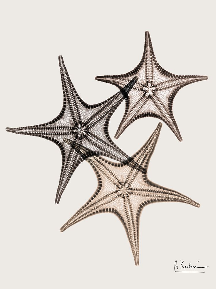 _Sand Starfish art print by Albert Koetsier for $57.95 CAD