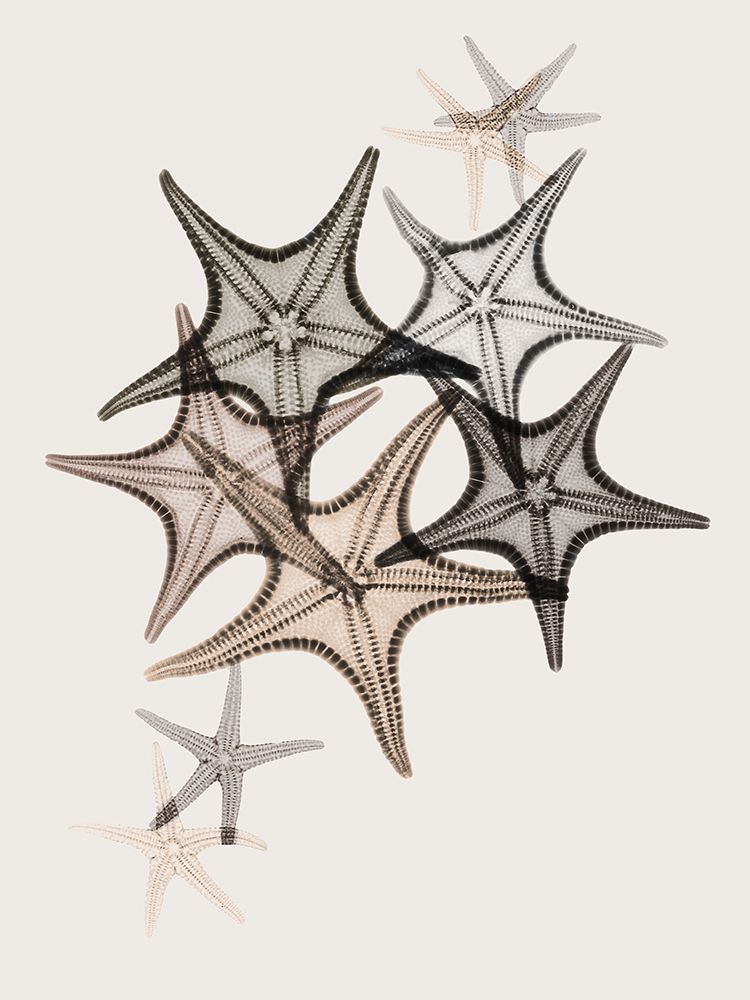 Sand Starfish 2 art print by Albert Koetsier for $57.95 CAD
