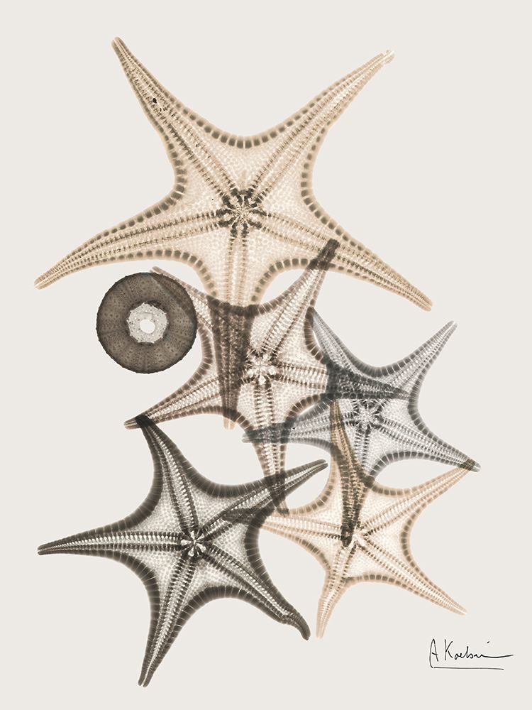 Sand Starfish 3 art print by Albert Koetsier for $57.95 CAD