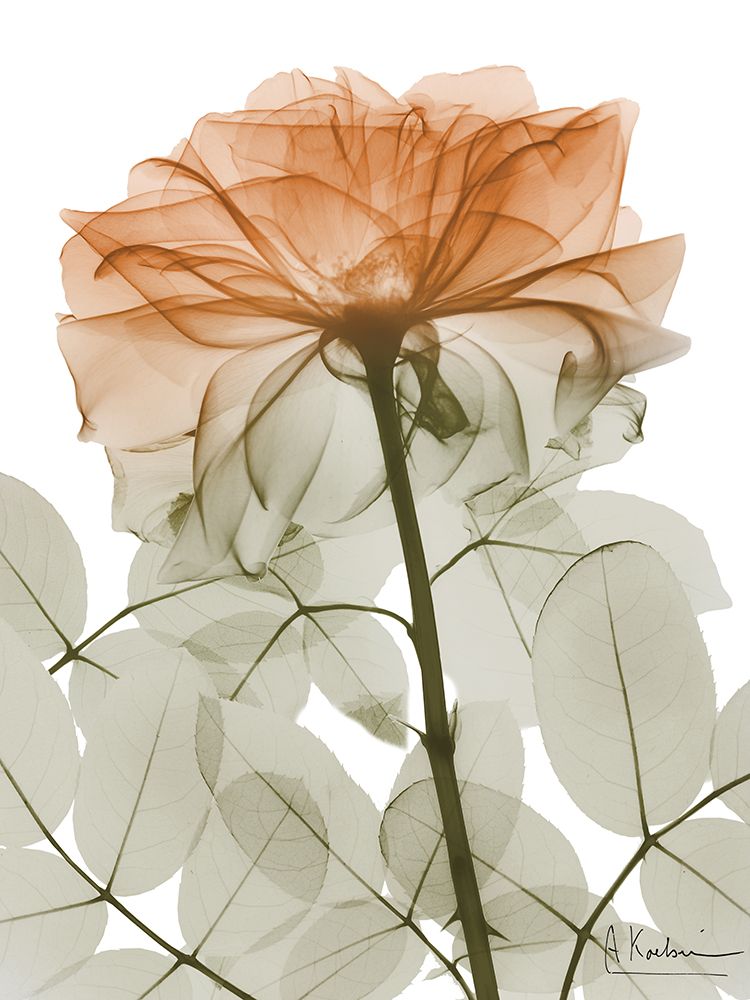 Urban Jungle Rose 2 art print by Albert Koetsier for $57.95 CAD