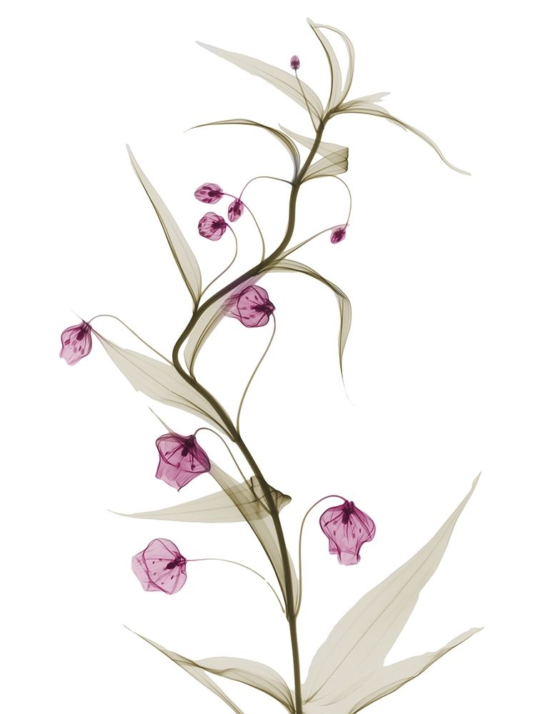 Spring Lily L141 art print by Albert Koetsier for $57.95 CAD