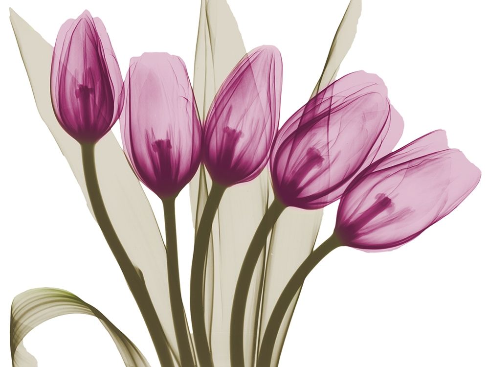 Vibrant Marching Tulips art print by Albert Koetsier for $57.95 CAD
