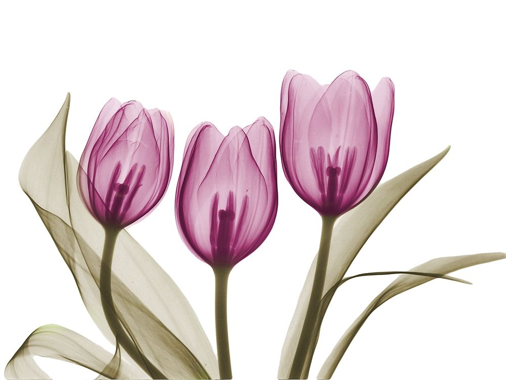Vibrant Grouped Tulips art print by Albert Koetsier for $57.95 CAD