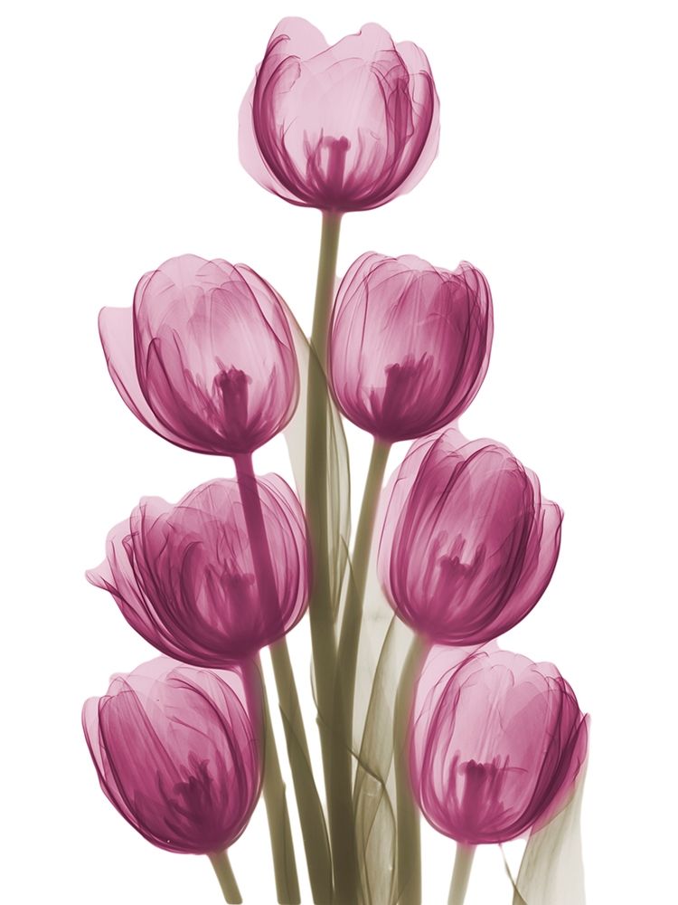 Vibrant Tulip Tower art print by Albert Koetsier for $57.95 CAD