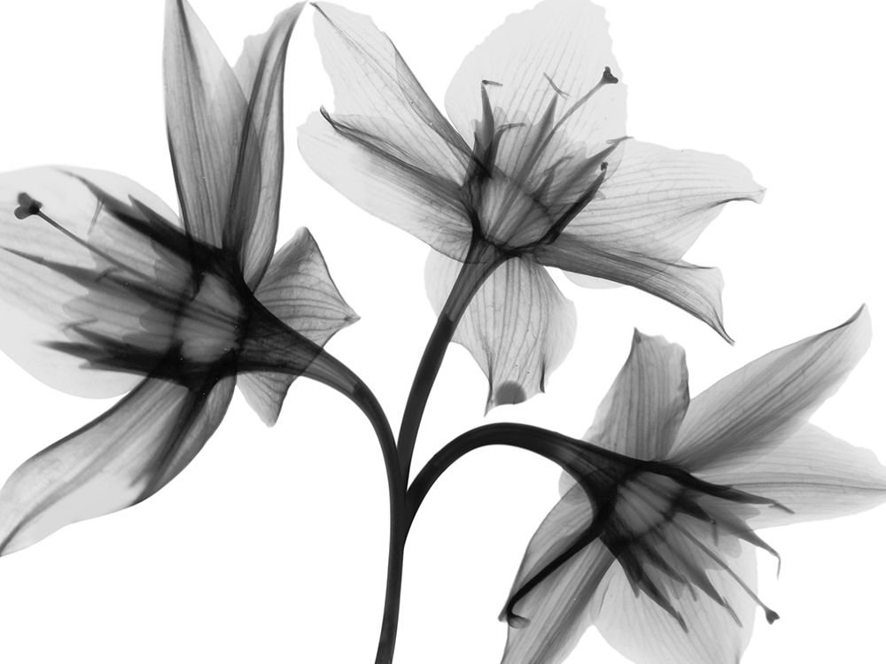 Daffodil Trio art print by Albert Koetsier for $57.95 CAD