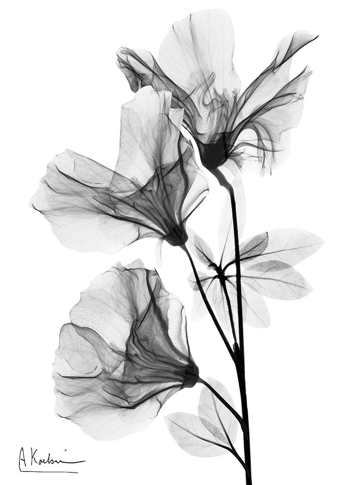 Spring Beauties 2 BW art print by Albert Koetsier for $57.95 CAD
