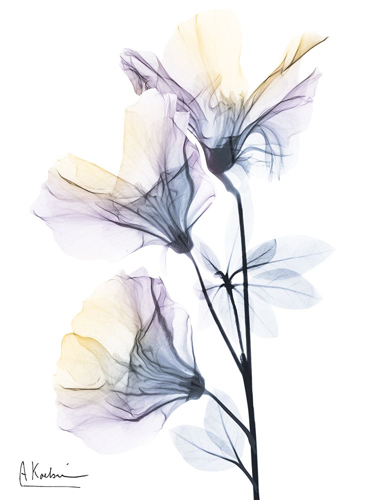 Spring Beauties 2 art print by Albert Koetsier for $57.95 CAD