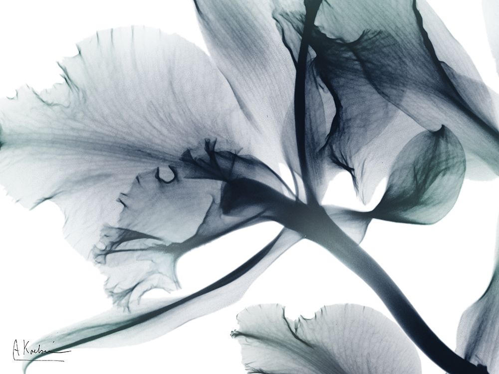 Everlasting Flower 1 art print by Albert Koetsier for $57.95 CAD