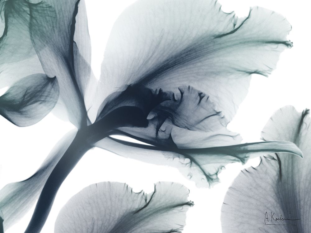 Everlasting Flower 2 art print by Albert Koetsier for $57.95 CAD