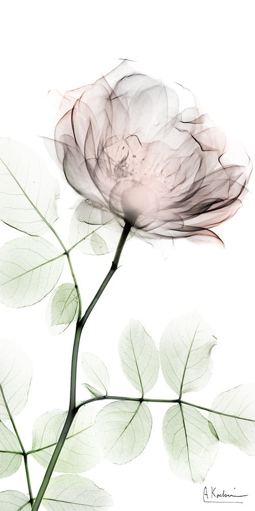 Loving Rose 1 art print by Albert Koetsier for $57.95 CAD
