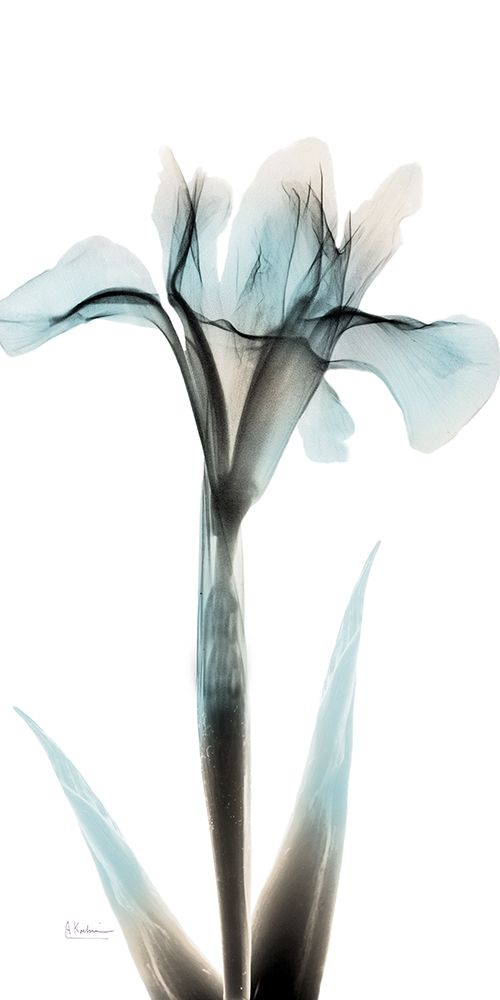Sea Infused Iris 1 art print by Albert Koetsier for $57.95 CAD
