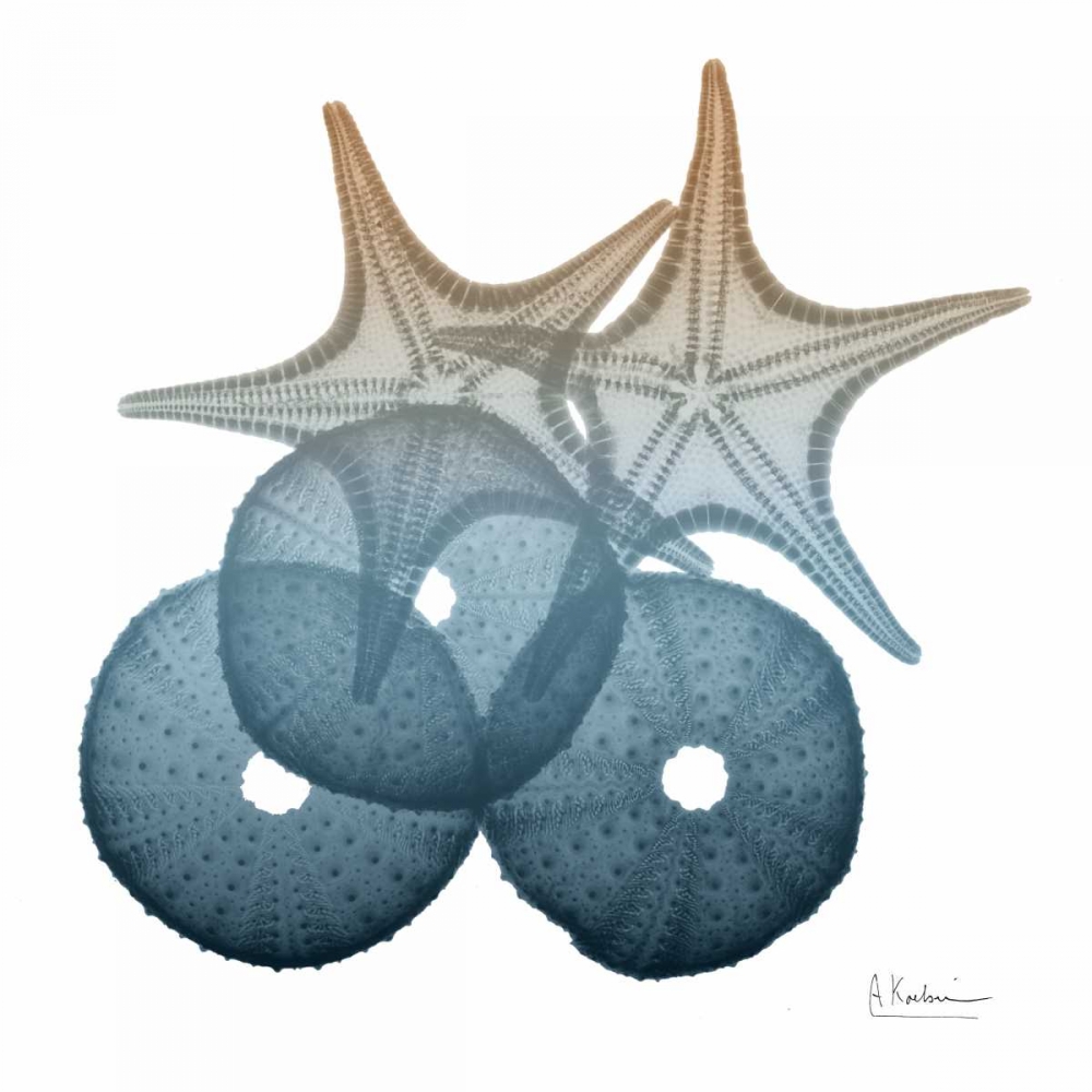 Steel Hues Sea Urchin and Starfish art print by Albert Koetsier for $57.95 CAD