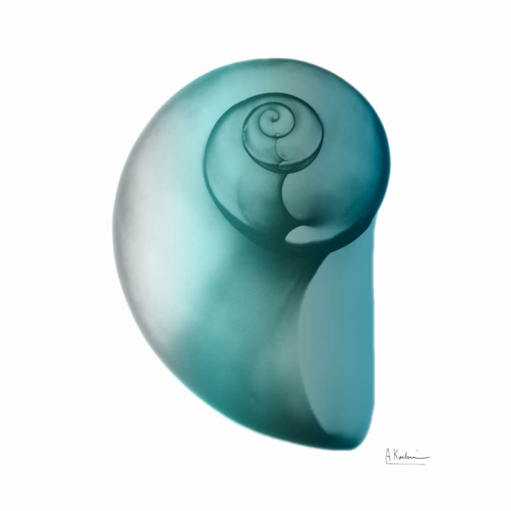 Teal Water Snail 2 art print by Albert Koetsier for $57.95 CAD