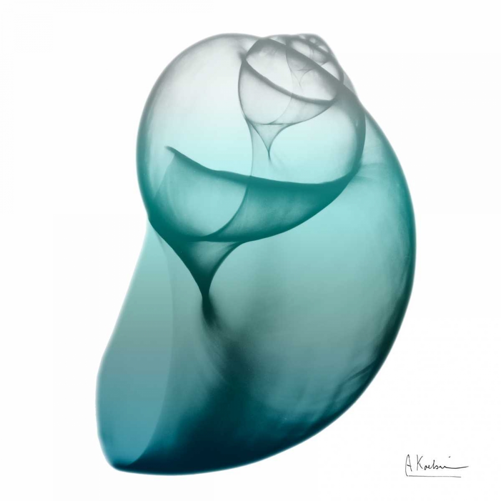 Water Snail 3 art print by Albert Koetsier for $57.95 CAD