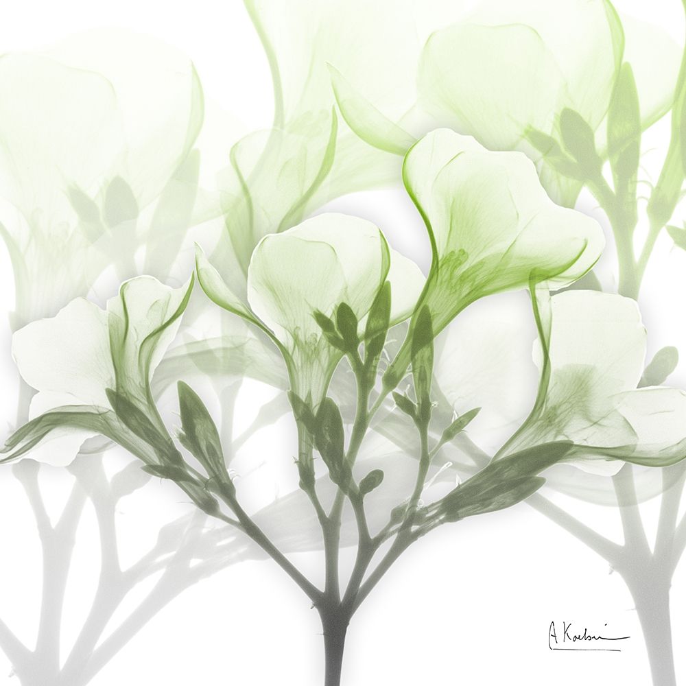Seasoned Oleander art print by Albert Koetsier for $57.95 CAD