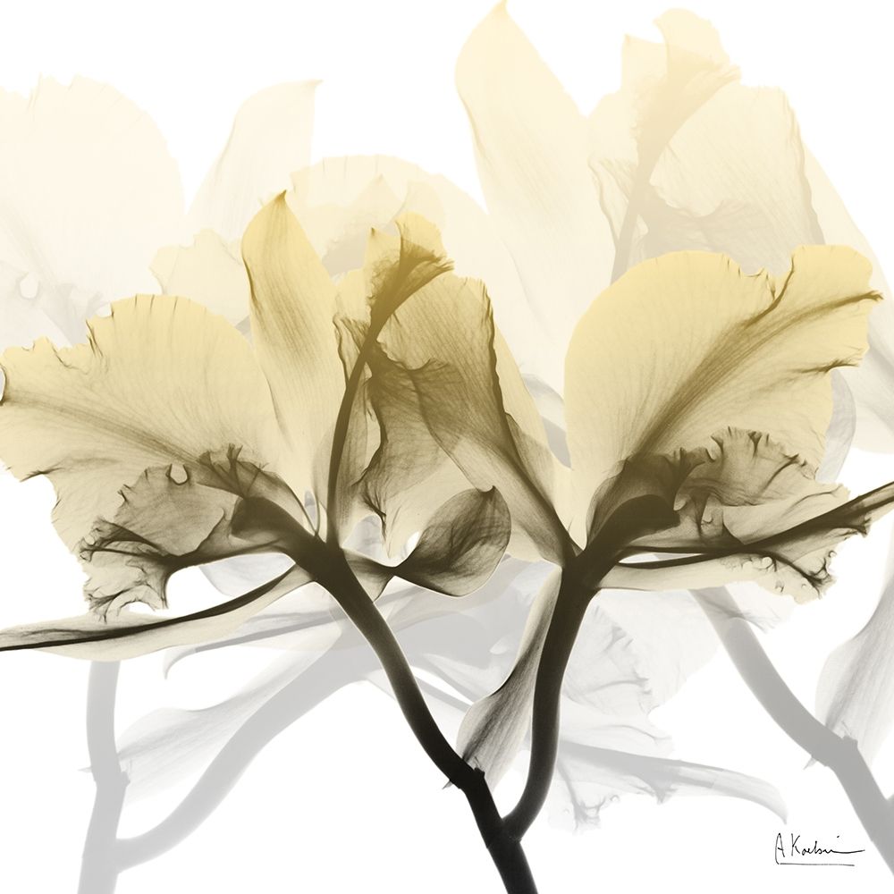 Flaxen Orchid art print by Albert Koetsier for $57.95 CAD