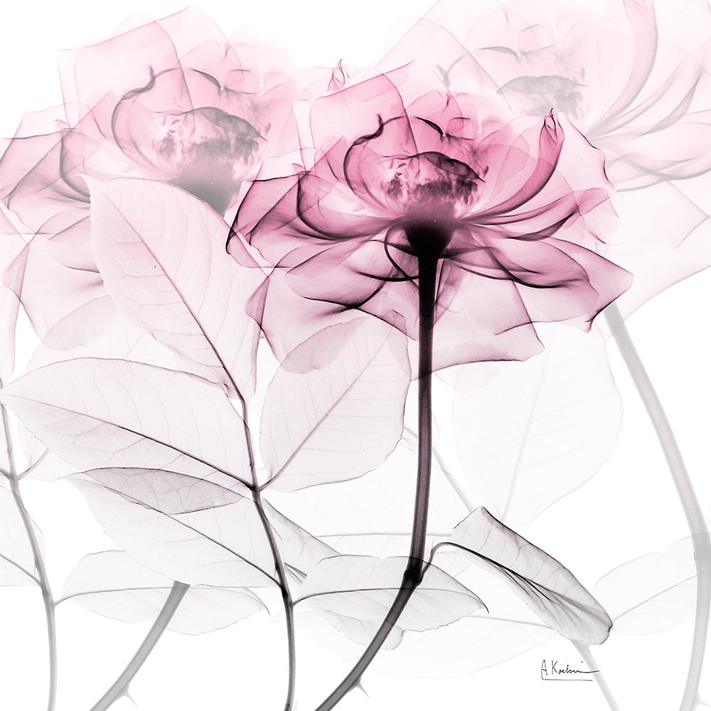 Lavish Pink Rose art print by Albert Koetsier for $57.95 CAD