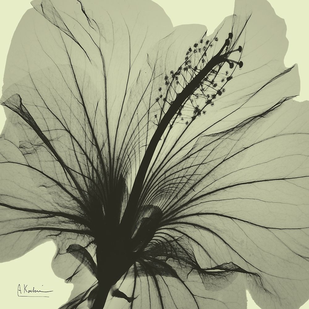 Emerald Hibiscus art print by Albert Koetsier for $57.95 CAD