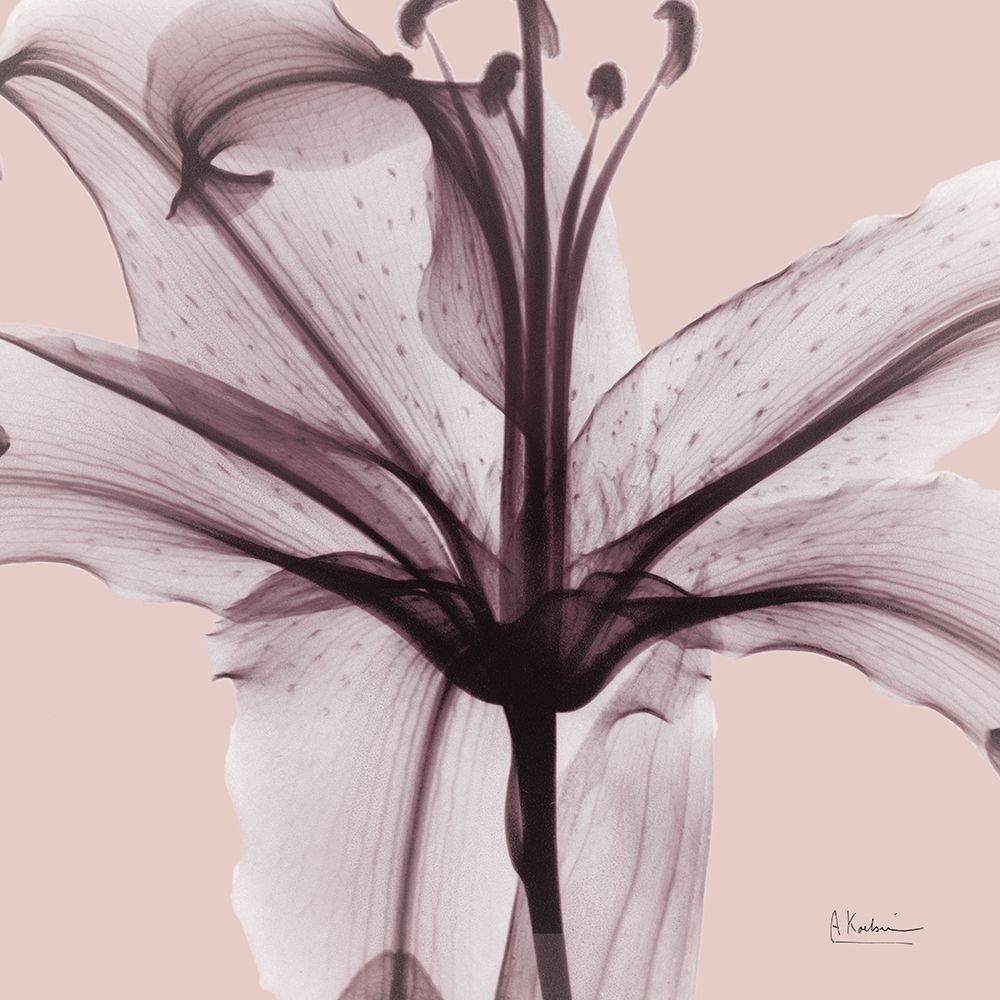 Sensitive Lily art print by Albert Koetsier for $57.95 CAD
