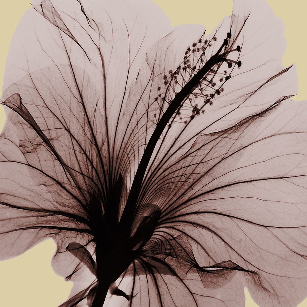 Spring Hibiscus art print by Albert Koetsier for $57.95 CAD