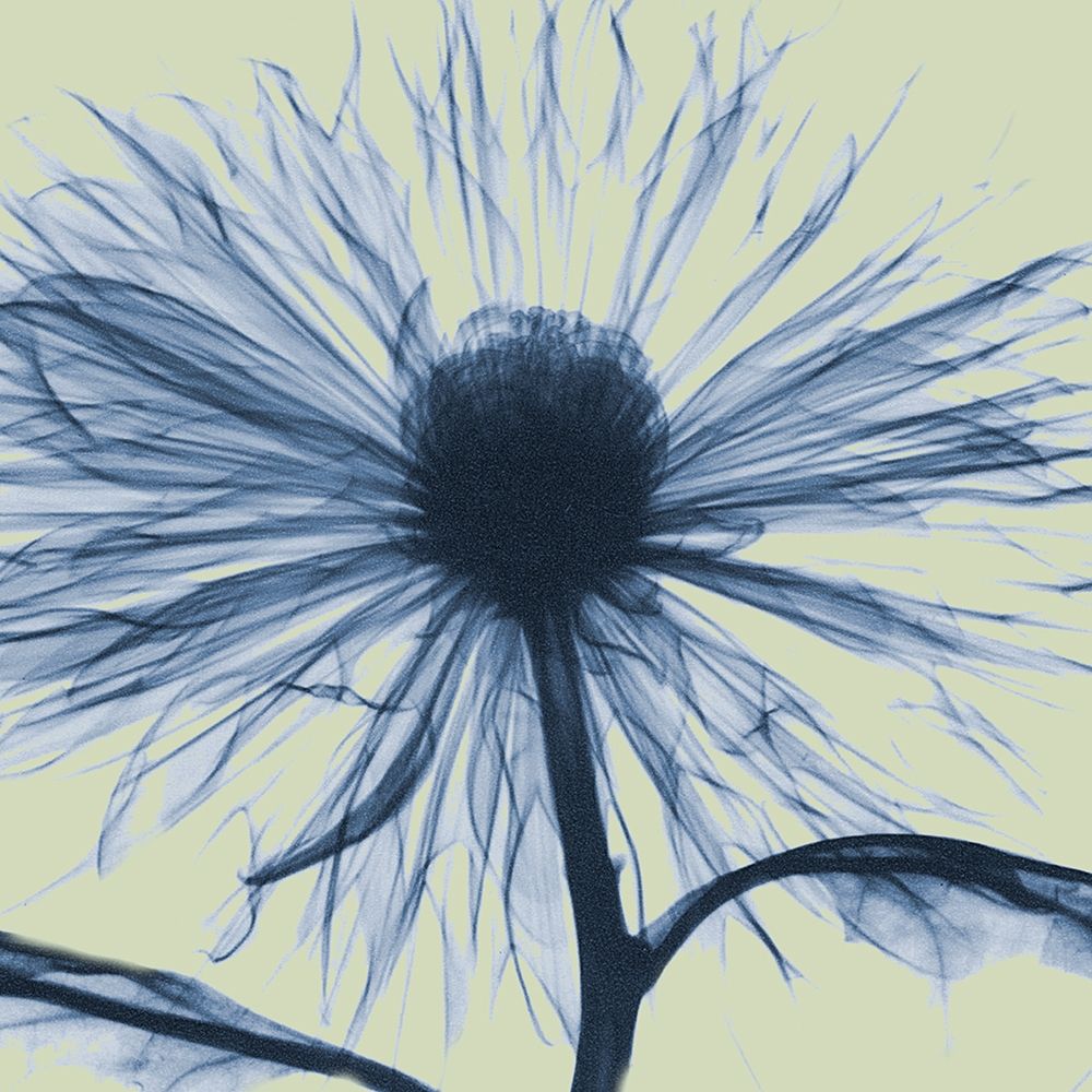 Emerald Chrysanthemum art print by Albert Koetsier for $57.95 CAD