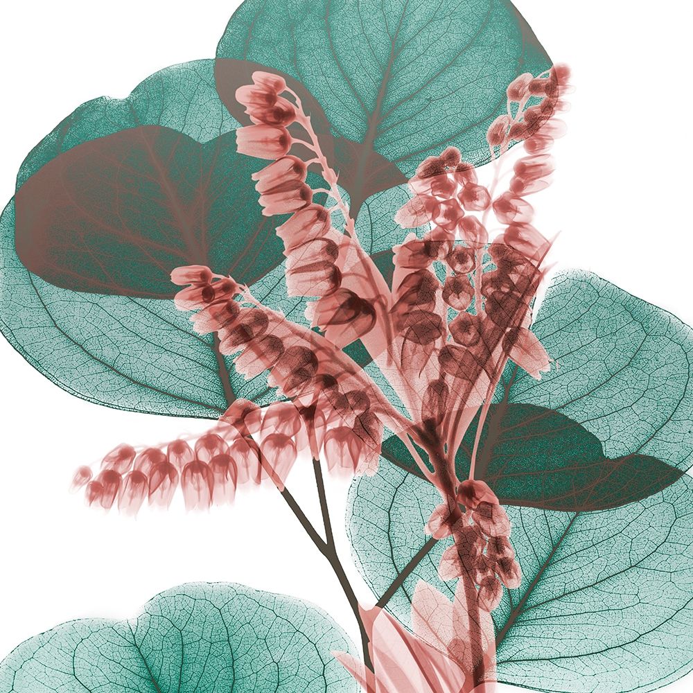 Blushing Lilly Of Eucalyptus 2 art print by Albert Koetsier for $57.95 CAD