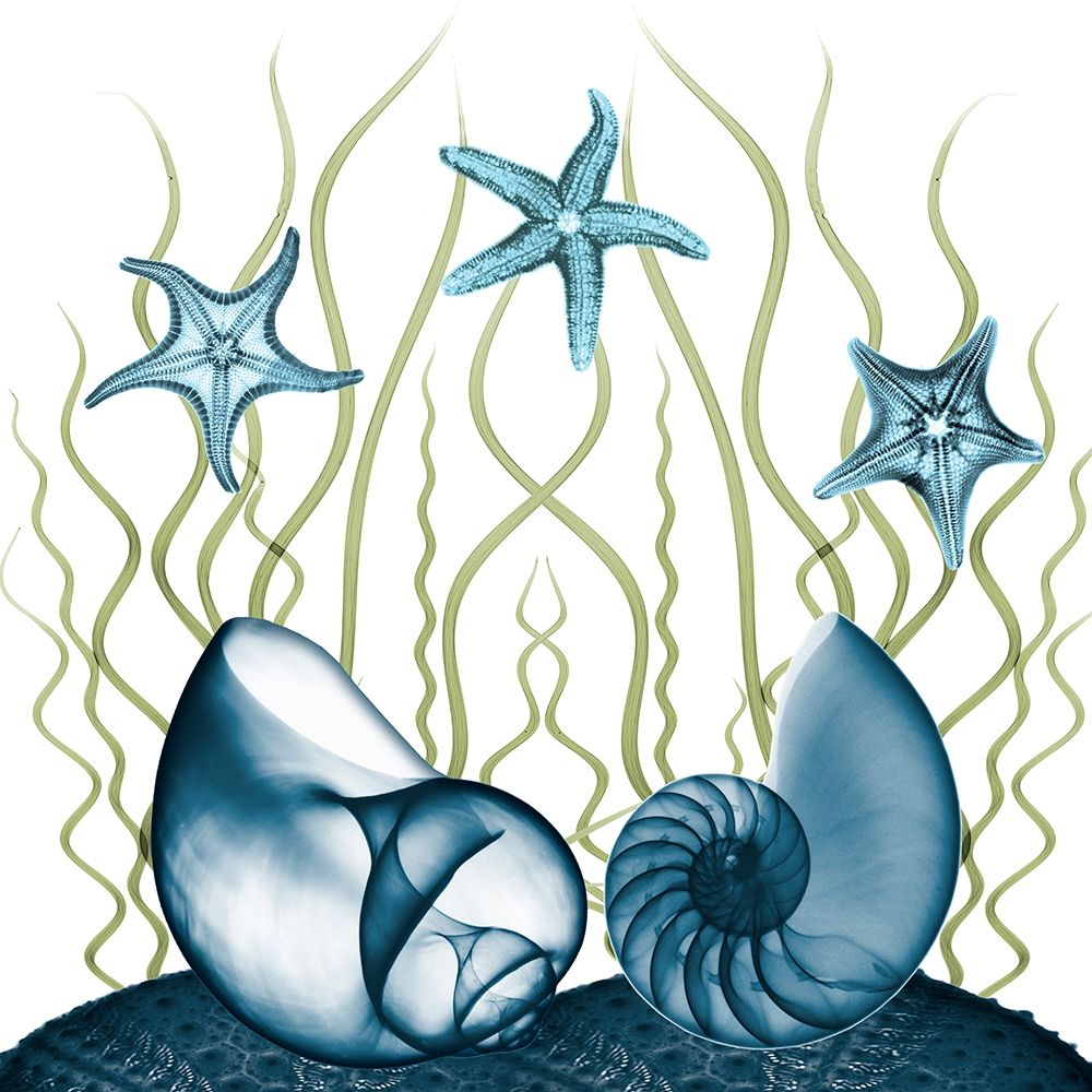 Majestic Sea Floor 2 art print by Albert Koetsier for $57.95 CAD