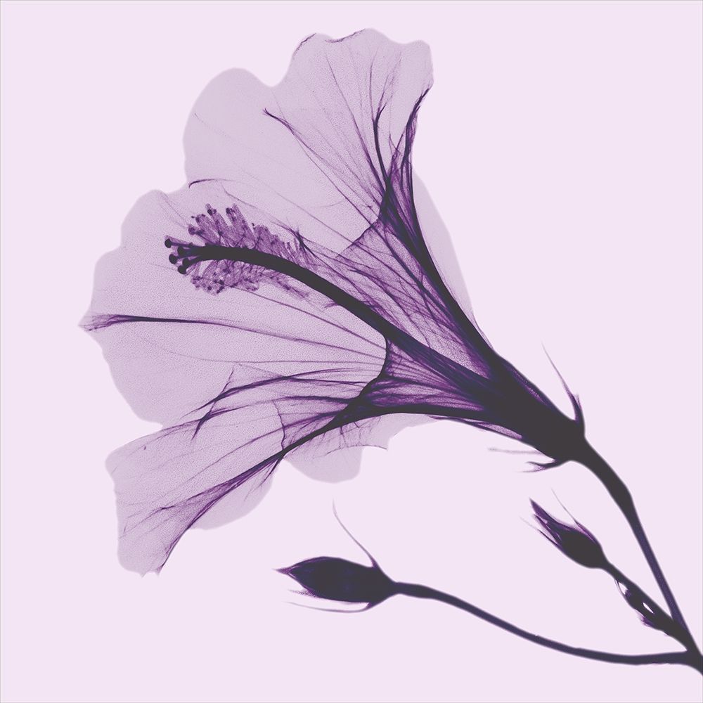 Lavender Passion Hibiscus art print by Albert Koetsier for $57.95 CAD