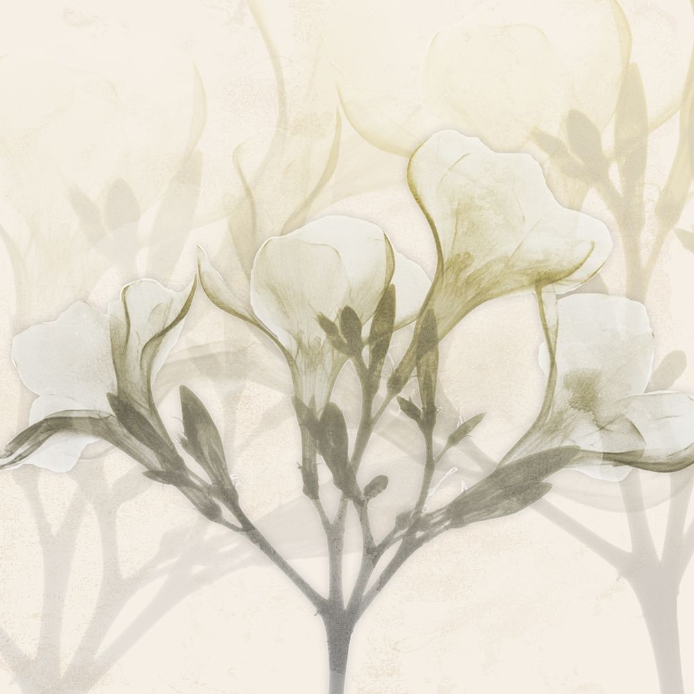 Sunkissed Oleander art print by Albert Koetsier for $57.95 CAD