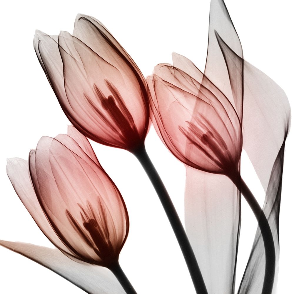 Splendid Tulips art print by Albert Koetsier for $57.95 CAD