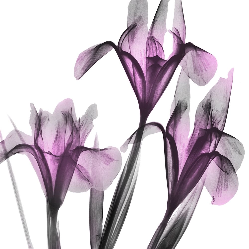 Dazzling Iris art print by Albert Koetsier for $57.95 CAD