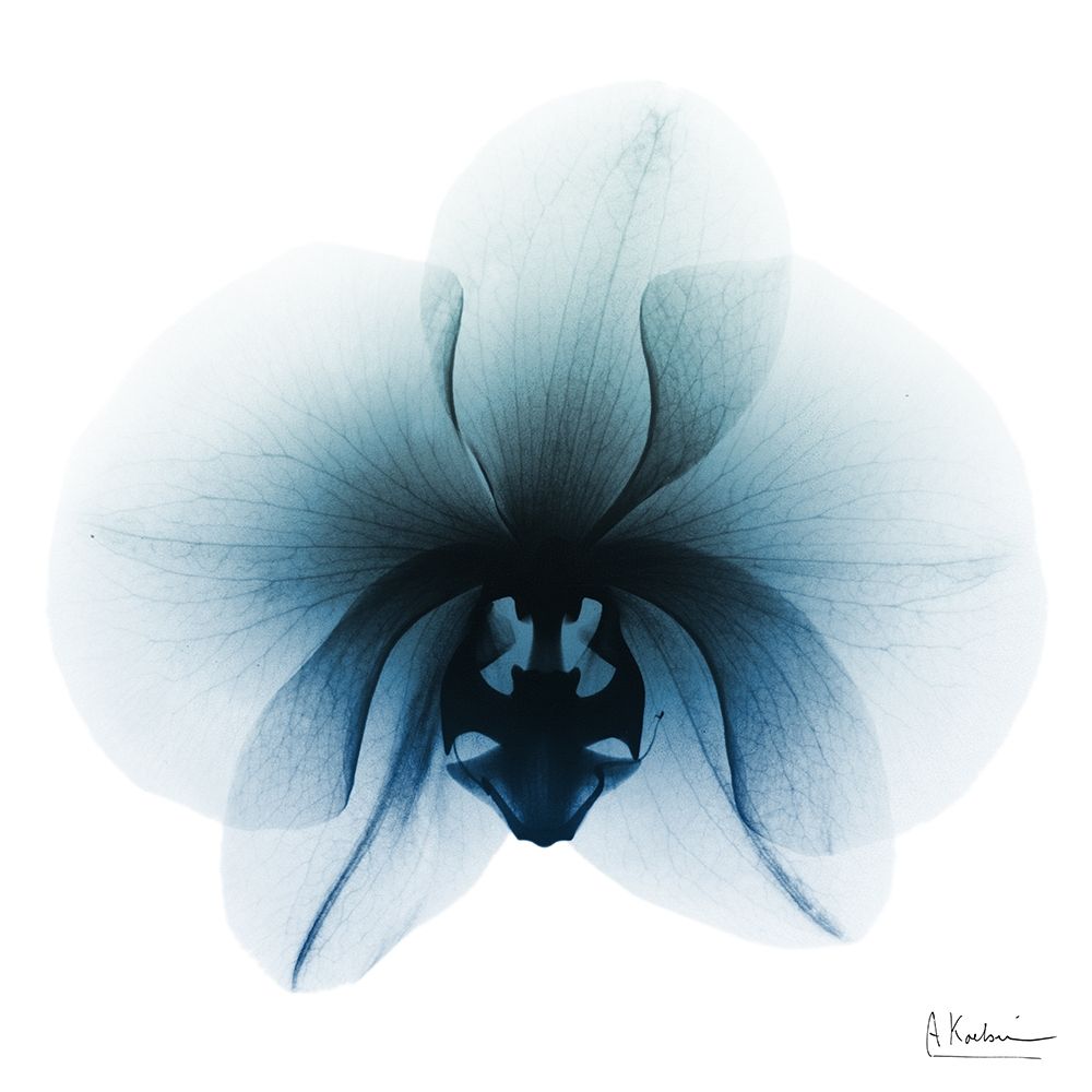 Glacial Orchid 1 art print by Albert Koetsier for $57.95 CAD