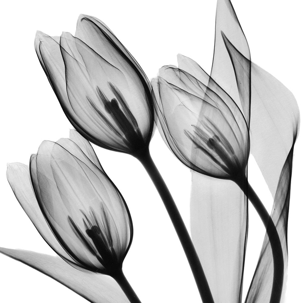 Splendid Monotone Tulips art print by Albert Koetsier for $57.95 CAD