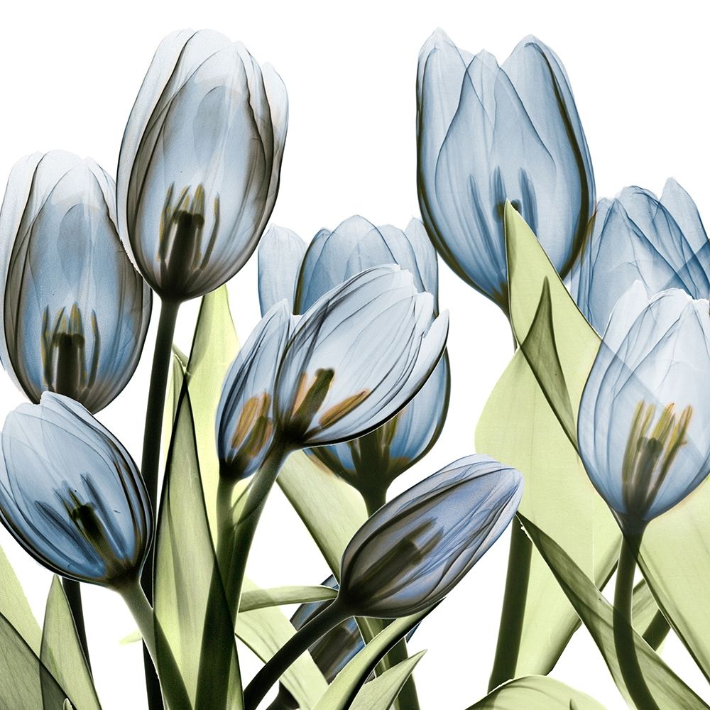 Tulip Blues 1 art print by Albert Koetsier for $57.95 CAD