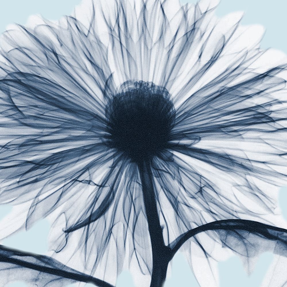 Chrysanthemum Blues art print by Albert Koetsier for $57.95 CAD