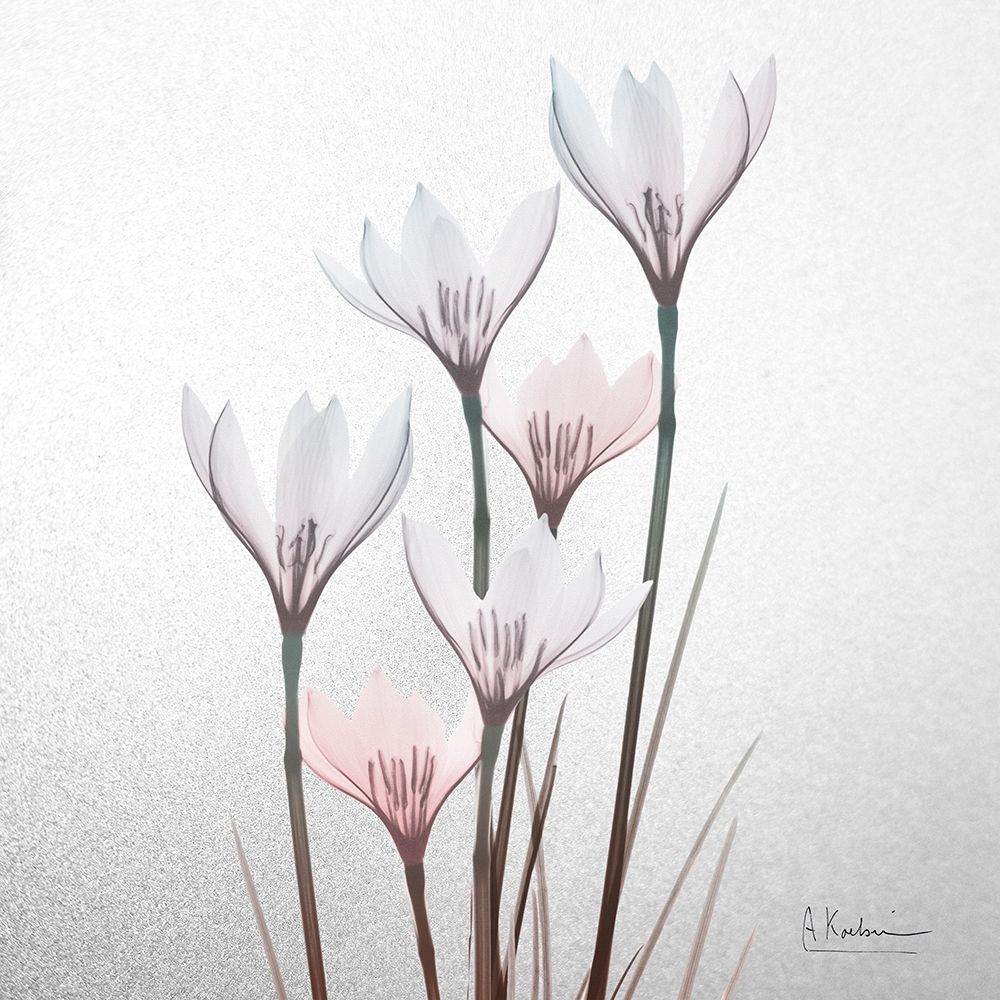 White Rain Lily 1 art print by Albert Koetsier for $57.95 CAD